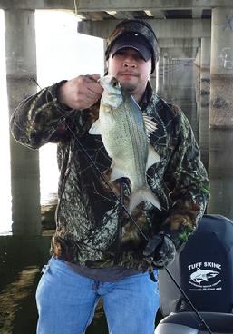 sand bass